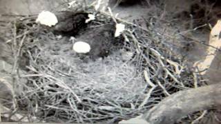 NCTC nest 1-5-12 HP at the end  1:55 he♀ bites her♂ and HP right off the nest LOL ♥☺♥