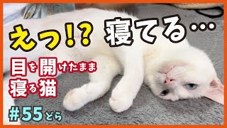 【パッチリ目を開けたまま寝る 猫】娘に寝かしつけをお願いしたらホントに寝た変猫のんちゃん・・・笑【TNRで保護・ドラえもん55】