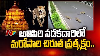 అలిపిరి నడకదారిలో మరోసారి చిరుత ప్రత్యక్షం | Tirumala | Ntv