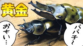 カブトムシ＋クワガタ　ババオウゴンオニクワガタ兄弟のWデート！ムフフ…（くろねこチャンネル）