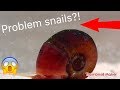 Snail infestation! How to take care of the problem!