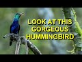 This GORGEOUS HUMMINGBIRD Was Worth All the Effort