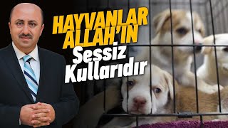 Hayvanlara Zarar Verenlerin Başına Gelecekler!  | Ömer Döngeloğlu