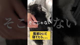 風邪をひいて寝てたら、、、 #shorts #ポメラニアン #犬のいる暮らし