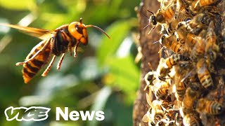 Watch A ‘Murder Hornet’ Destroy An Entire Honeybee Hive