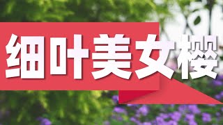 【屋檐园艺课堂】细叶美女樱