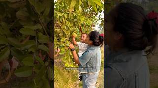 Aarav’s Fun Adventure at Nani’s Farm | Plucking Guavas \u0026 Oranges 🍊🌳