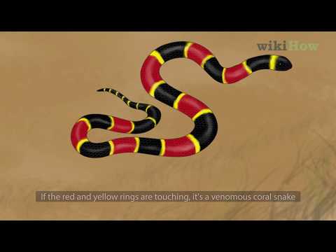 Is a black and yellow snake poisonous?