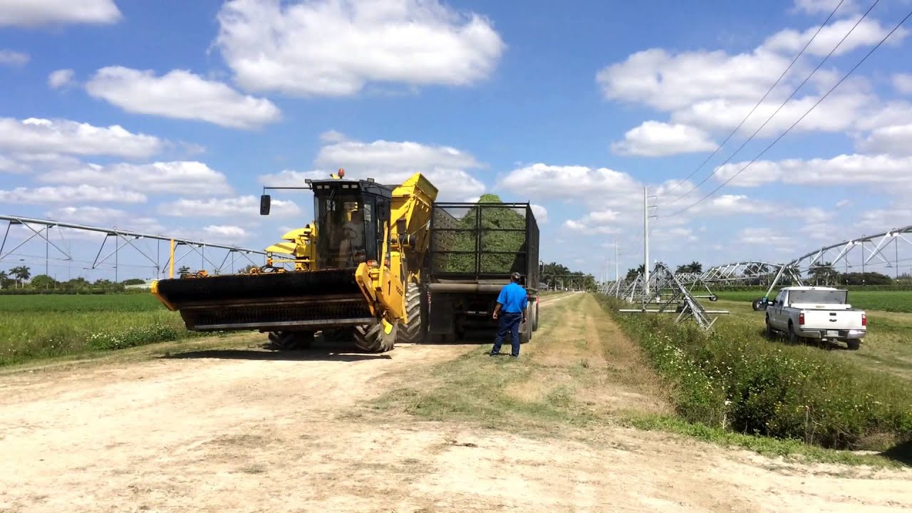 Green Bean Harvest Youtube