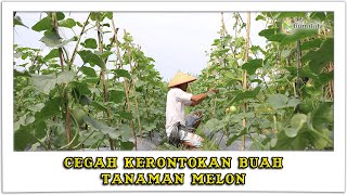 Cara mencegah supaya buah melon tidak rontok - Budidaya melon