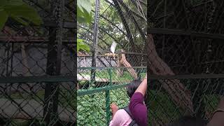 ഇവിടെ ഒളിച്ചിരിക്കാം അണ്ണൻ എന്നെ കാണി #funny #catvideos #funnyanimals #shortsfeed