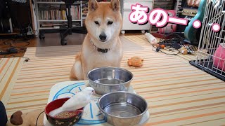 柴犬小春　気の強い文鳥にテーブルを占拠されて困り顔