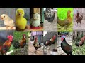 Macam macam dan jenis suara Ayam | Anak ayam | Ayam betina | Ayam Jantan