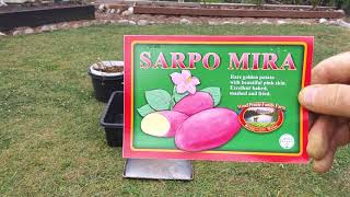 Our First Sarpo Mira Potato Harvest From Containers 10/1/23