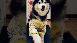 ถ้าหล่อกดไลน์ กดแชร์ให้หน่อยนุด #dogbreed #husky #huskyreq #funnyanimal #huskiesy #funnydog