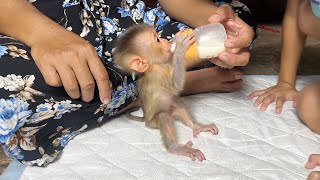 Most Precious Baby Mato Sit Drinking Supper Milk So Cute