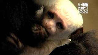 Colobus Monkey Baby First Baby 2017 - Cincinnati Zoo