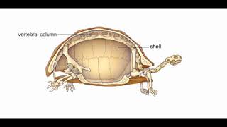Tortoise Shell and Skeleton