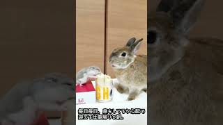 仲良しうさぎとハムスター🐹🐇　癒し動画チャンネル