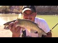 suki gizzard catfish bait vs worms fishing for channel catfish