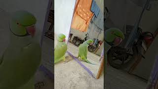 मेरे मिट्ठू खुद को नहीं पहचान रहा है smart Chotu 🦜 🐦#voice