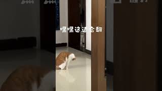 这猫咪也太可爱了叭 #猫猫我啊脑瓜子嗡嗡的 谁能拒绝一只会翻跟头的猫猫呢