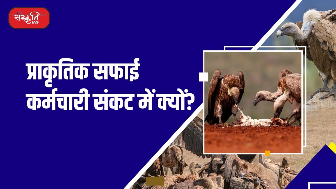 Vultures Protection Plan | Action Plan For Vulture Conservation In ...