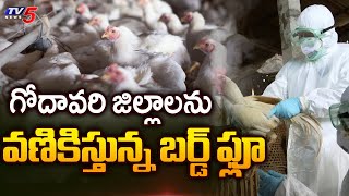 గోదావరి జిల్లాలను వణికిస్తున్న బర్డ్ ఫ్లూ..Bird Flu In East Godavari District | TV5 News