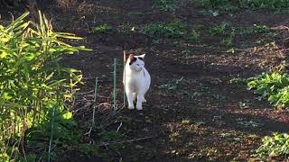 ウェザーリポート動画1118@東京都八王子市15:45頃 猫ちゃんがヒゲを洗う…（ぴをた）