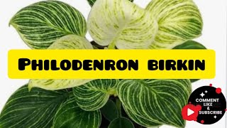 Philodendron birkin \