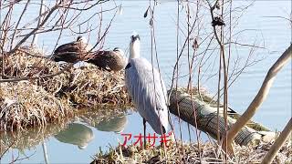 馬見丘陵公園の野鳥　2025 1（2）