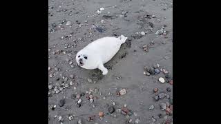 Baby seal don't want people too close for comfort.
