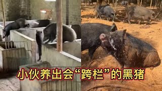 福建小伙返乡创业养猪，猪每天跨栏，猪圈变成健身房