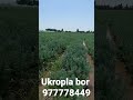 26.05.2023 Укроп сотилади тел 977778449 укроп