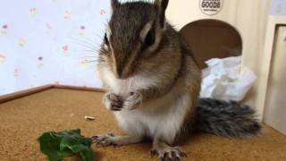 シマリス　キャベツを食べる