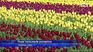 Найбільше поле тюльпанів в Азії приваблює туристів до Кашміру