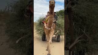 Heavy loaded camel cart