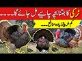 Turkey Birds Farm in Punjab | Turkey Birds Farming In Pakistan | Pero Turkey Farming