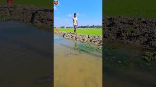 ✅Amazing Hand Fishing  (Part-4) #shorts #ikan #hand-fishing #ytshorts #fish #shortsfeed