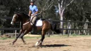 Revelwood Mastermind jumping under saddle