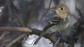 Empidonax Identification in the West with Cin Ty Lee and Andy Birch