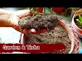 how to propagate kalanchoe from cutting ll desi kalanchoe plants ll