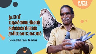 പ്രാവ് വളർത്തലിന്റെ മർമ്മമറിഞ്ഞ ശ്രീധരനാശാൻ... Sreedharan Nadar  @keralapetscorner