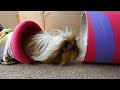 I Let my Guinea Pigs Free Roam for a FULL DAY!
