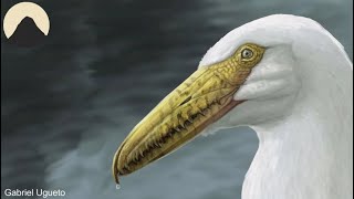 Pelagornis the Largest Sea Bird that ever Lived