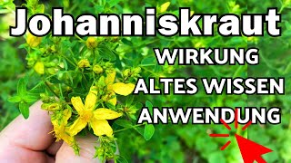 Johanniskraut Wirkung, Anwendung \u0026 altes Wissen 🌞 Hypericum perforatum