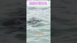 【沖縄】絶景の宮古島！ウミガメ発見！！