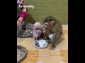 all adorable baby monkey hungry their mom cutting pork for baby dinner look so yummy