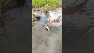 Most Viral Fish Catching. #fishing #viralfishing #hookfishing #catfish #viralvideoシ #shorts