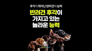 반려견 후각이 가지고 있는 놀라운 능력 [ 강아지 후각 코 ]